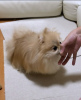 Photo №1. pomeranian - for sale in the city of Tampere | negotiated | Announcement № 123170