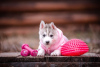 Photo №2 to announcement № 13451 for the sale of siberian husky - buy in Russian Federation private announcement