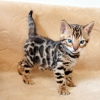 Photo №1. bengal cat - for sale in the city of Belgrade | negotiated | Announcement № 57346