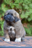 Photo №1. caucasian shepherd dog - for sale in the city of Панчево | negotiated | Announcement № 98196