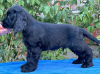 Photo №3. English cocker spaniel, male. Serbia