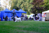 Photo №4. I will sell samoyed dog in the city of Sosnowiec. breeder - price - negotiated