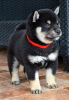 Additional photos: Shiba Inu puppies