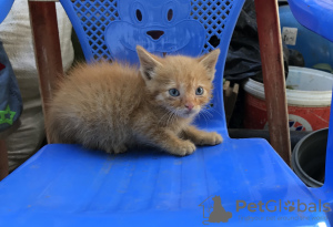 Photo №3. Ginger kitten. Russian Federation