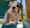 Photo №4. I will sell english bulldog in the city of Perth. private announcement - price - negotiated