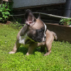 Photo №2 to announcement № 20560 for the sale of french bulldog - buy in Russian Federation private announcement