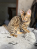 Photo №3. Bengal kitten. Russian Federation