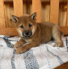 Photo №2 to announcement № 88135 for the sale of shiba inu - buy in Cyprus 