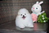 Additional photos: Two Friendly Teacup Pomeranian Puppies for sale