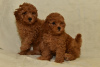 Photo №2 to announcement № 70619 for the sale of poodle (dwarf) - buy in Serbia breeder