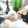 Photo №1. pomeranian - for sale in the city of Doha | negotiated | Announcement № 81880