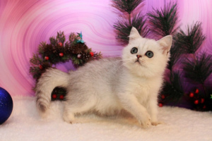 Photo №2 to announcement № 5404 for the sale of british shorthair - buy in Ukraine breeder