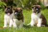 Photo №2 to announcement № 38228 for the sale of akita - buy in Australia private announcement