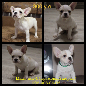 Additional photos: Cream. Cream and cream gene french bulldogs