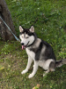 Photo №4. I will sell siberian husky in the city of Tbilisi. private announcement - price - Is free
