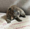 Photo №1. french bulldog - for sale in the city of Tampere | negotiated | Announcement № 119795