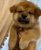 Photo №3. Akita Inu puppies. Russian Federation