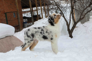 Additional photos: For sale Australian shepherd puppy (aussi)