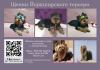 Photo №1. yorkshire terrier - for sale in the city of Surgut | negotiated | Announcement № 34271