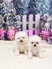 Additional photos: Super tiny snowballs Pomeranians