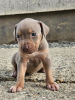 Photo №3. American pit bull terrier puppies. Croatia