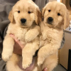 Photo №4. I will sell golden retriever in the city of Berlin. private announcement - price - 423$