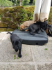 Photo №3. EXCELLENT KC Registered Labrador puppies. United States