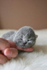 Photo №2 to announcement № 59732 for the sale of scottish fold - buy in France breeder