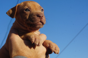 Additional photos: Kennel LOVELY HEARTS, puppies of the pit bull terrier of sports breeding