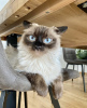 Photo №1. ragdoll - for sale in the city of Франкфурт-на-Майне | 317$ | Announcement № 101803