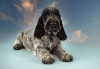 Photo №2 to announcement № 41053 for the sale of english cocker spaniel - buy in Russian Federation from nursery