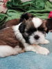 Additional photos: Purebred Shih Tzu puppies