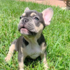 Photo №1. french bulldog - for sale in the city of Chemnitz | 380$ | Announcement № 127363