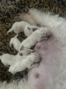 Photo №4. I will sell bichon frise in the city of Nashville. breeder - price - 500$