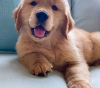 Photo №2 to announcement № 45587 for the sale of golden retriever - buy in United States private announcement