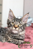 Photo №1. maine coon - for sale in the city of St. Petersburg | 405$ | Announcement № 18405