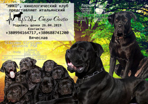 Photo №1. cane corso - for sale in the city of Dnipro | Negotiated | Announcement № 2570