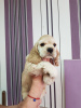 Photo №2 to announcement № 89317 for the sale of american cocker spaniel - buy in Russian Federation private announcement