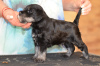 Photo №2 to announcement № 51591 for the sale of schnauzer - buy in Latvia breeder