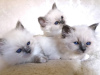 Photo №1. birman - for sale in the city of Дрезден | 592$ | Announcement № 123159