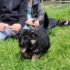 Photo №3. Adorable toilet trained German shepherd. Germany