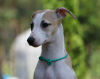 Additional photos: whippet