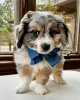 Photo №1. australian shepherd - for sale in the city of Leicester | negotiated | Announcement № 113388