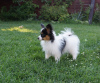 Photo №2 to announcement № 11944 for the sale of papillon dog - buy in Ukraine from nursery