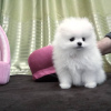 Photo №3. Pomeranian puppies. Germany