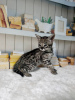 Photo №1. savannah cat - for sale in the city of Штутгарт | 158$ | Announcement № 123678