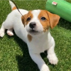 Photo №3. Beautiful miniature Jack Russell puppies Business WhatsApp 37256062792. Finland