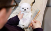 Additional photos: Maltese , 1 months old Pure breed