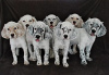 Photo №1. english setter - for sale in the city of Yekaterinburg | negotiated | Announcement № 51980