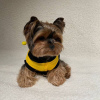 Photo №1. yorkshire terrier - for sale in the city of Paris | negotiated | Announcement № 78268